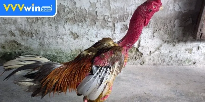 Om Bóp Gà Chọi - Tăng Cường Sức Khỏe Cho Gà Chọi Hiệu Quả Các bước thực hiện