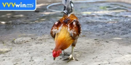 Các chế độ ăn phù hợp khi ép cân gà chọi