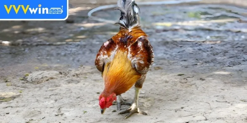 Các chế độ ăn phù hợp khi ép cân gà chọi