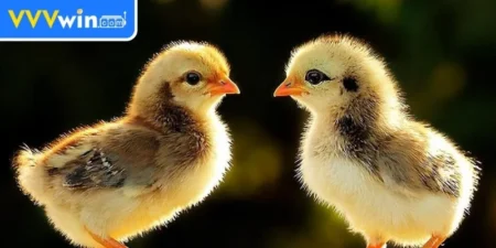 Các loại bệnh thường gặp ở gà chọi mới nở và cách phòng tránh