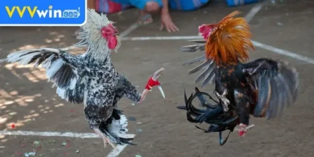 Các luật chơi và quy định của đá gà cựa sắt