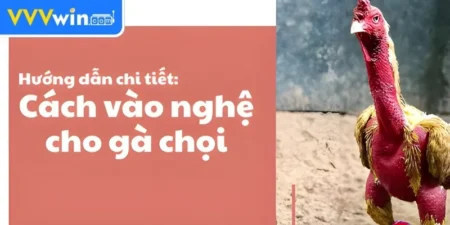 Các phương pháp vào nghệ cho gà chọi