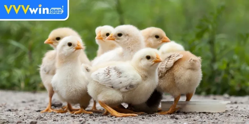 Nuôi Gà Chọi Mới Nở - Hướng Dẫn Chi Tiết Cho Người Mới Chế độ dinh dưỡng khi nuôi gà chọi mới nở