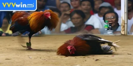 Chiến kê gắn cựa sắc bén tạo nên màn trình diễn độc đáo