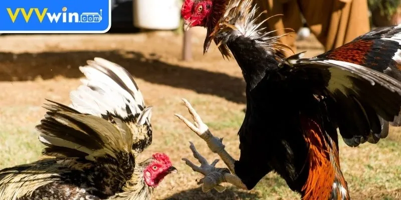 Đá Gà Cựa Sắt - Trải Nghiệm Cho Người Yêu Thích Thể Thao Chiến thuật đá gà cựa sắt - làm thế nào để chiến thắng