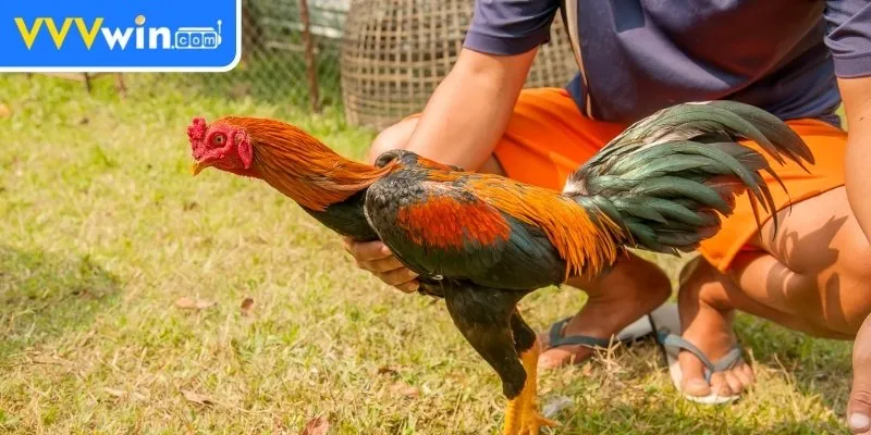 Nuôi Gà Không Bị Bệnh - 5 Bí Quyết Đảm Bảo Sức Khỏe Gà Chọn Giống Gà Khỏe Mạnh