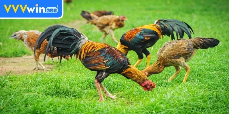 Nuôi Gà Không Bị Bệnh - 5 Bí Quyết Đảm Bảo Sức Khỏe Gà Cung cấp dinh dưỡng hợp lý