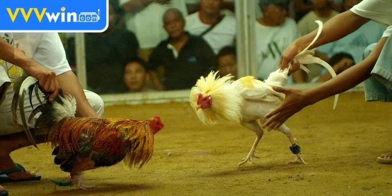 Đá gà cựa dao thu hút nhờ phần thưởng lớn mỗi ngày