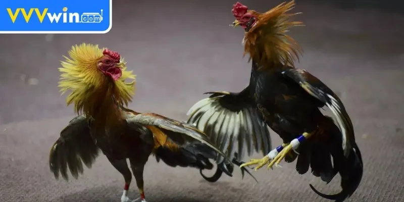 Đá Gà Cựa Sắt - Trải Nghiệm Cho Người Yêu Thích Thể Thao Đá gà cựa sắt là gì?