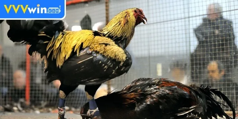 Đá gà Thomo Campuchia – Hướng dẫn cá cược cho người chơi Đá gà Thomo Campuchia mang đến trận đấu kịch tính mỗi ngày