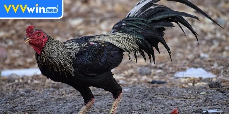 Ép cân gà chọi khoa học là gì?