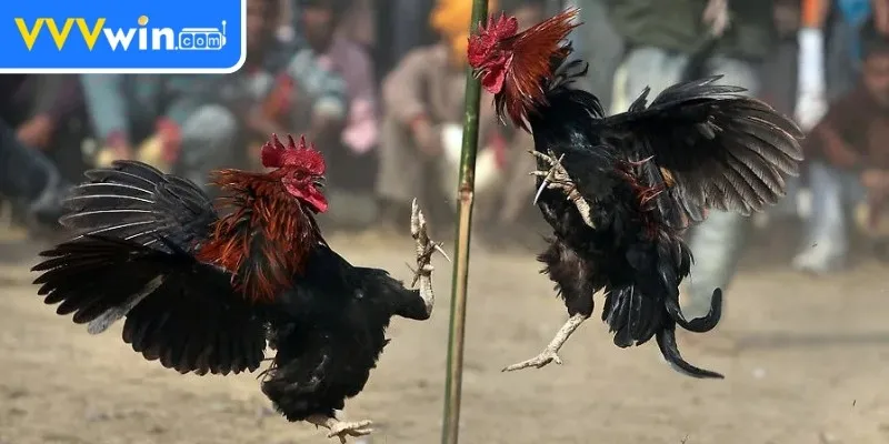 Đá gà Thomo Campuchia – Hướng dẫn cá cược cho người chơi Kết quả công khai ngay lập tức làm tăng niềm tin cho khán giả