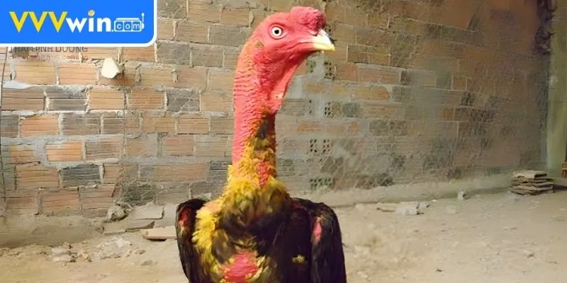 Vào Nghệ Cho Gà Chọi - 5 Cách Để Tăng Cường Sức Mạnh Lý do cần vào nghệ cho gà chọi