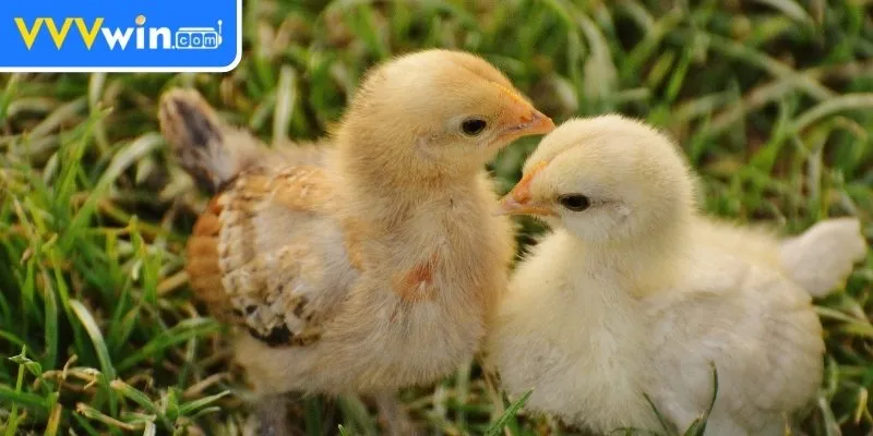 Nuôi Gà Chọi Mới Nở - Hướng Dẫn Chi Tiết Cho Người Mới Môi trường nuôi gà chọi mới nở