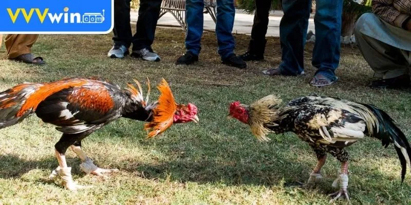 Đá gà Thomo Campuchia – Hướng dẫn cá cược cho người chơi Người chơi yêu thích các trận đấu diễn ra từ sáng đến tối