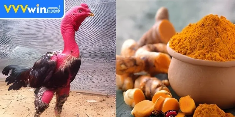 Vào Nghệ Cho Gà Chọi - 5 Cách Để Tăng Cường Sức Mạnh Những lưu ý khi vào nghệ cho gà chọi