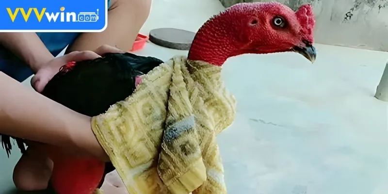 Om Bóp Gà Chọi - Tăng Cường Sức Khỏe Cho Gà Chọi Hiệu Quả Om Bóp Gà Chọi là gì?