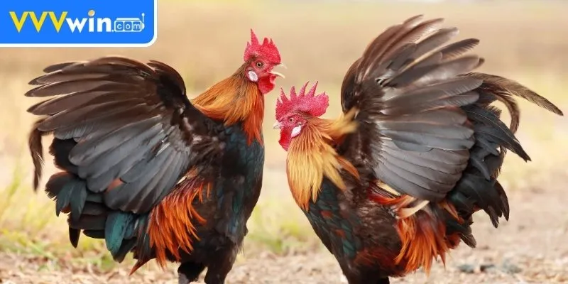 Phong độ gà chiến quyết định kết quả cược mỗi trận đấu