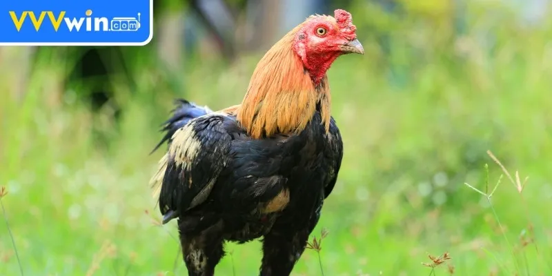 Quy trình ép cân gà chọi hiệu quả và khoa học