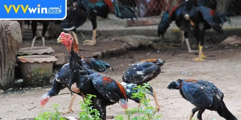 Nuôi Gà Không Bị Bệnh - 5 Bí Quyết Đảm Bảo Sức Khỏe Gà Xây dựng môi trường sống lý tưởng nuôi gà không bị bệnh